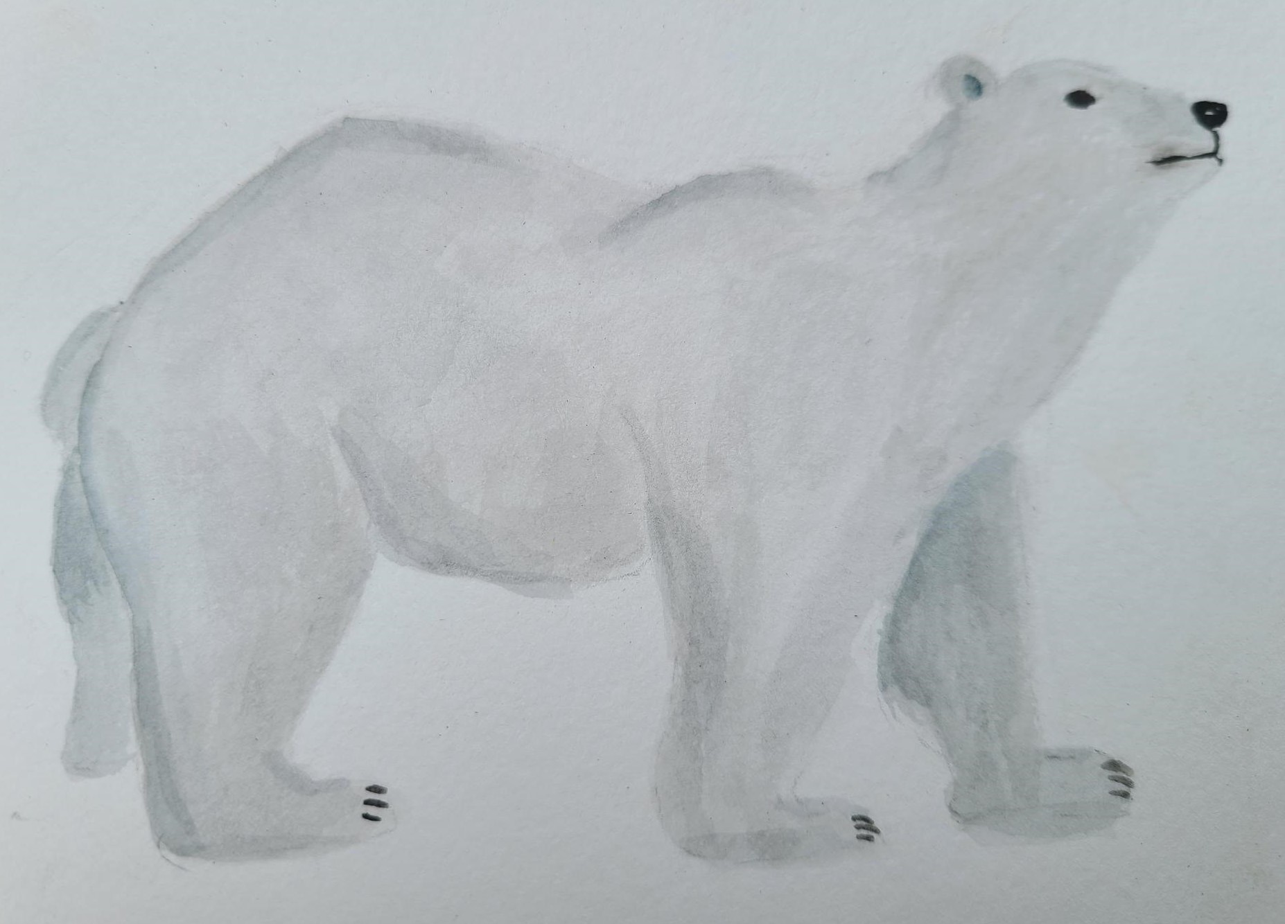 polar bear